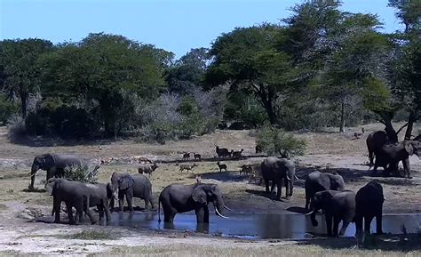 tembe elephant park webcam|Live Stream & Video Highlights 